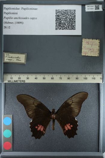 Media type: image;   Entomology 172651